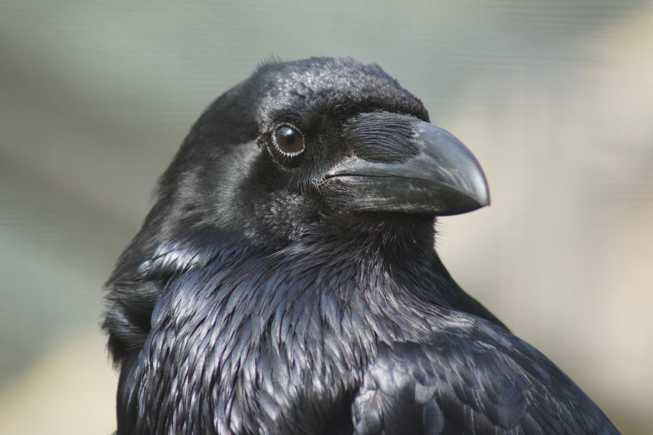 Black raven